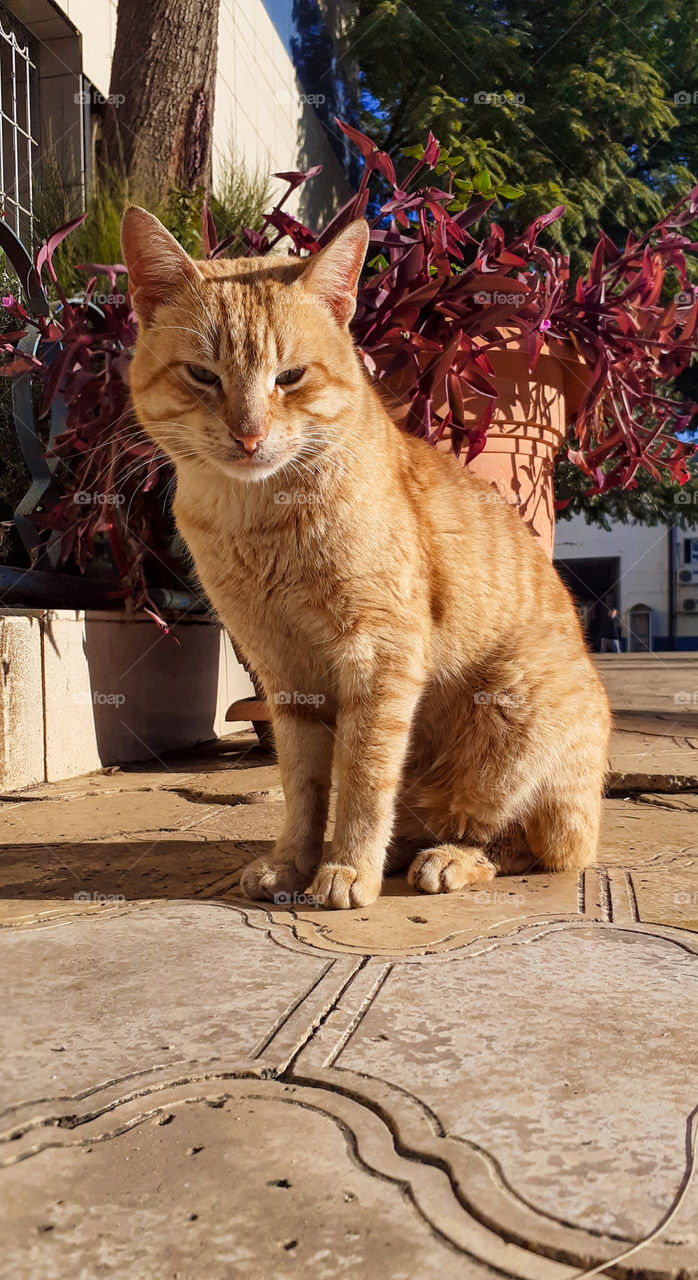 What does my cat think about?