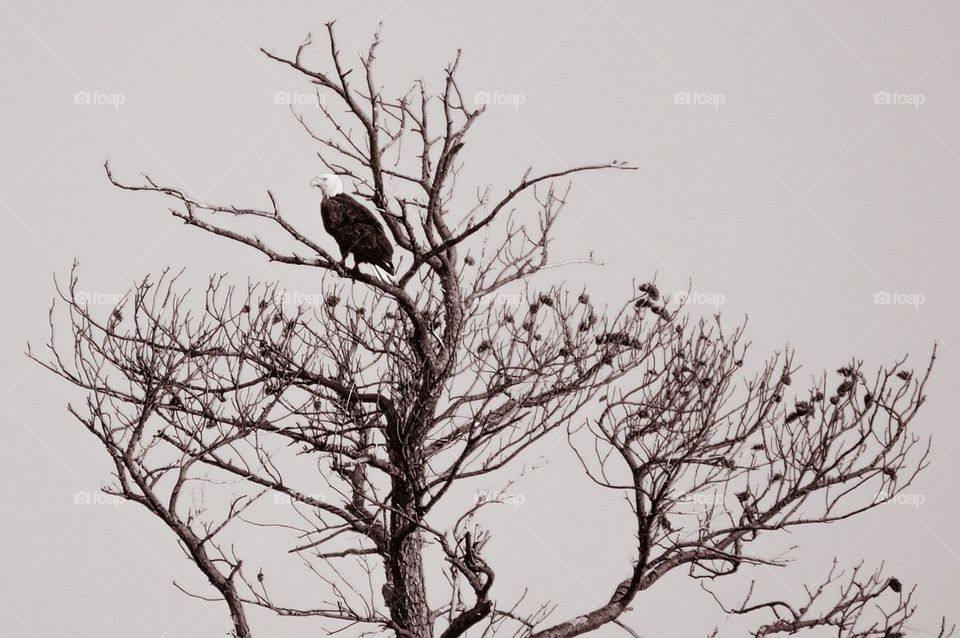 Bald Eagle. Dead tree where a family of bald eagles like to hang out; Cambridge, MD