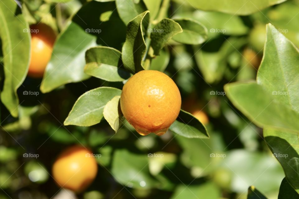 Orange kumquat citrus tree 