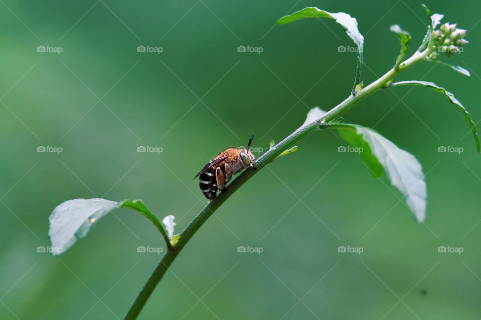 honey bee on branch flower