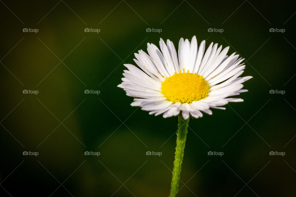 daisy macro
