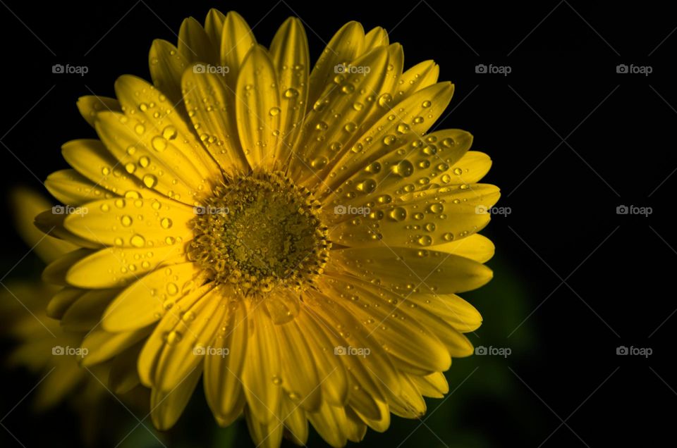 Yellow flower with drops of water