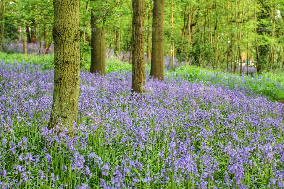 Bluebell woods. A carpet of bluebells covering a woodland floor.