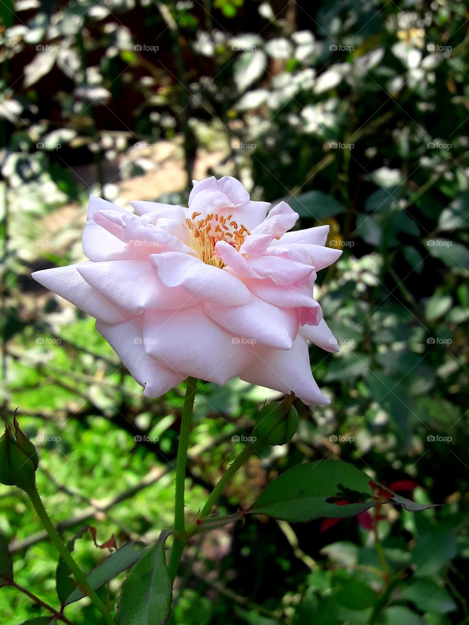 Complete blooming rose flower