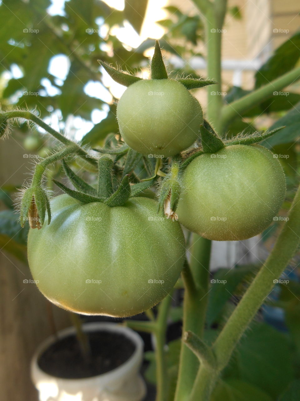 green tomatoes harvest