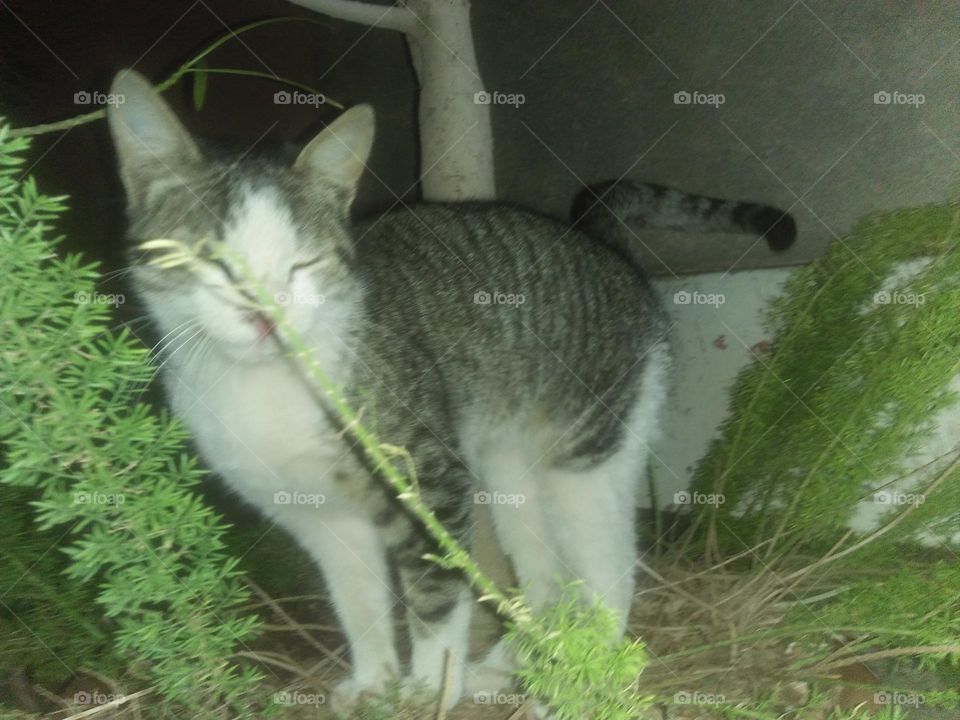 Beautiful cat looking at camera.