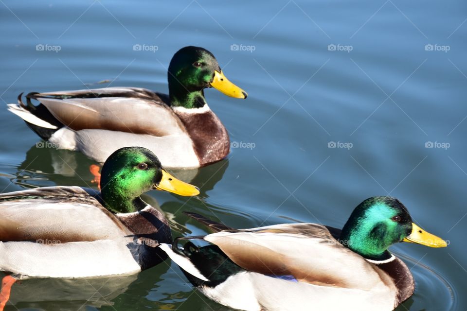 Duck, Mallard, Waterfowl, Poultry, Bird
