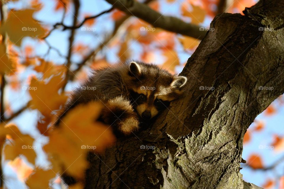 Raccoon sleeping on a tree