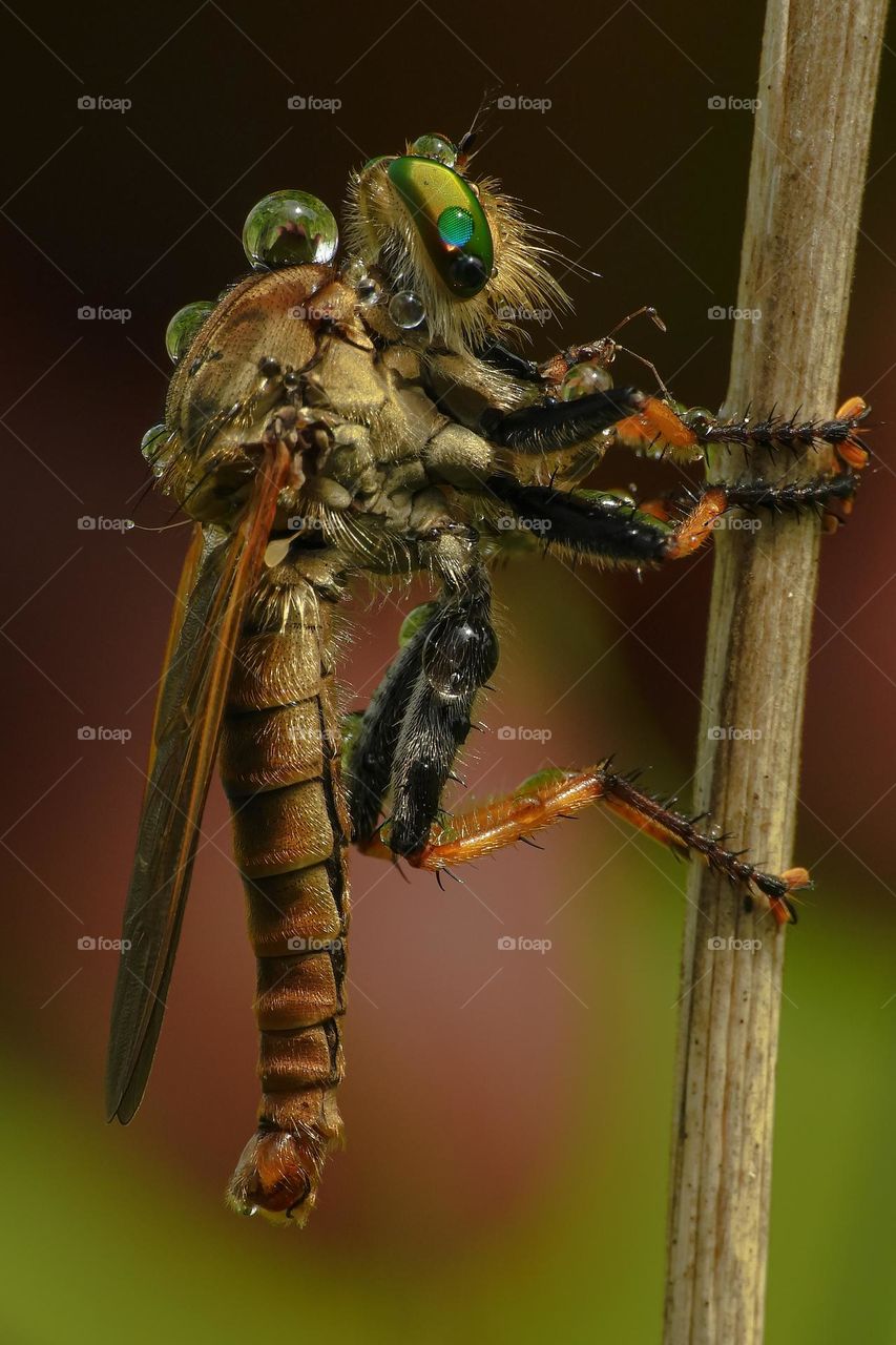 Breakfast for Robberfly