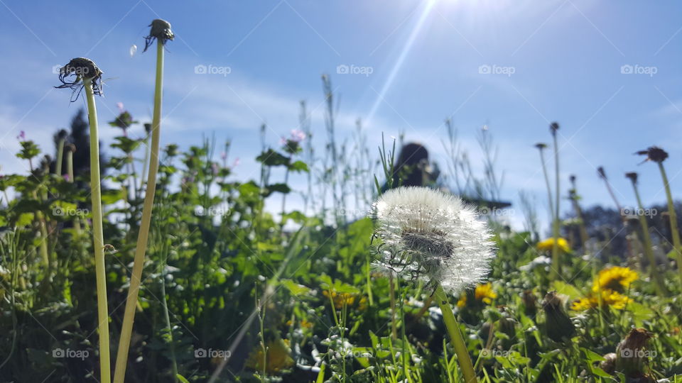 Dandelion