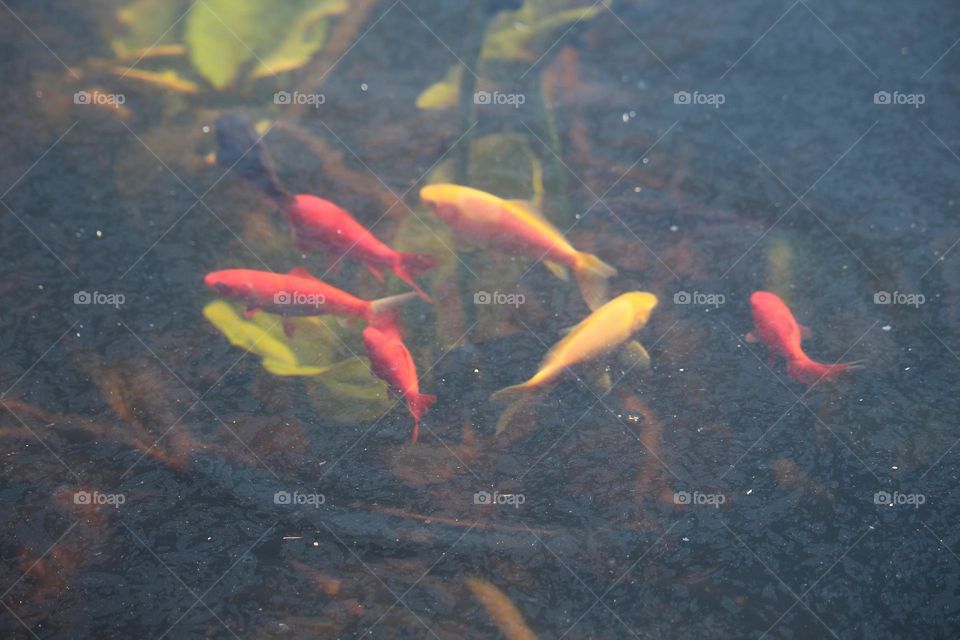 Goldfish in the fish pond