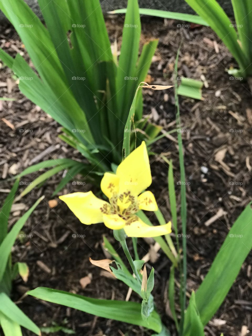 Yellow flower on brown surface