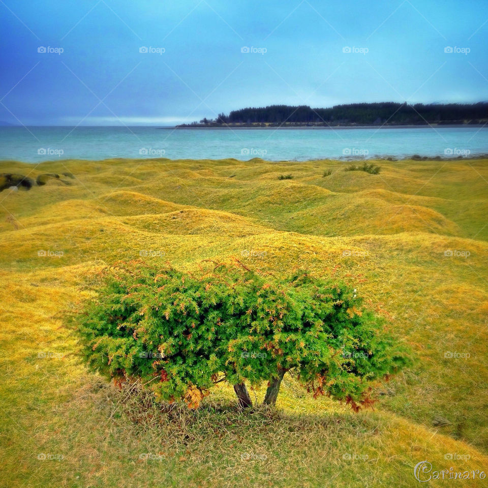 Cold, windy and so lovely 💙🌳💙