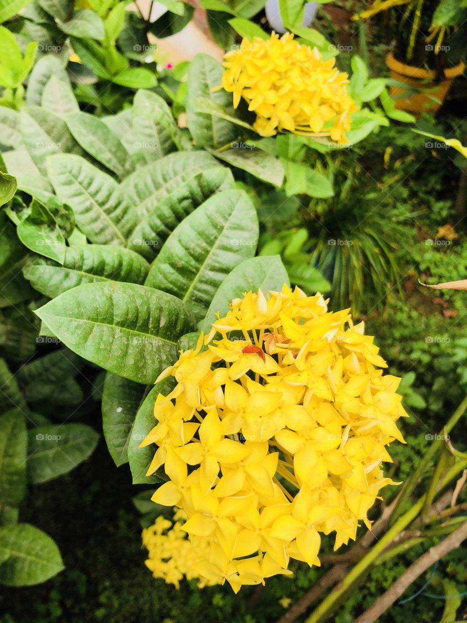 Yellow show flowers 