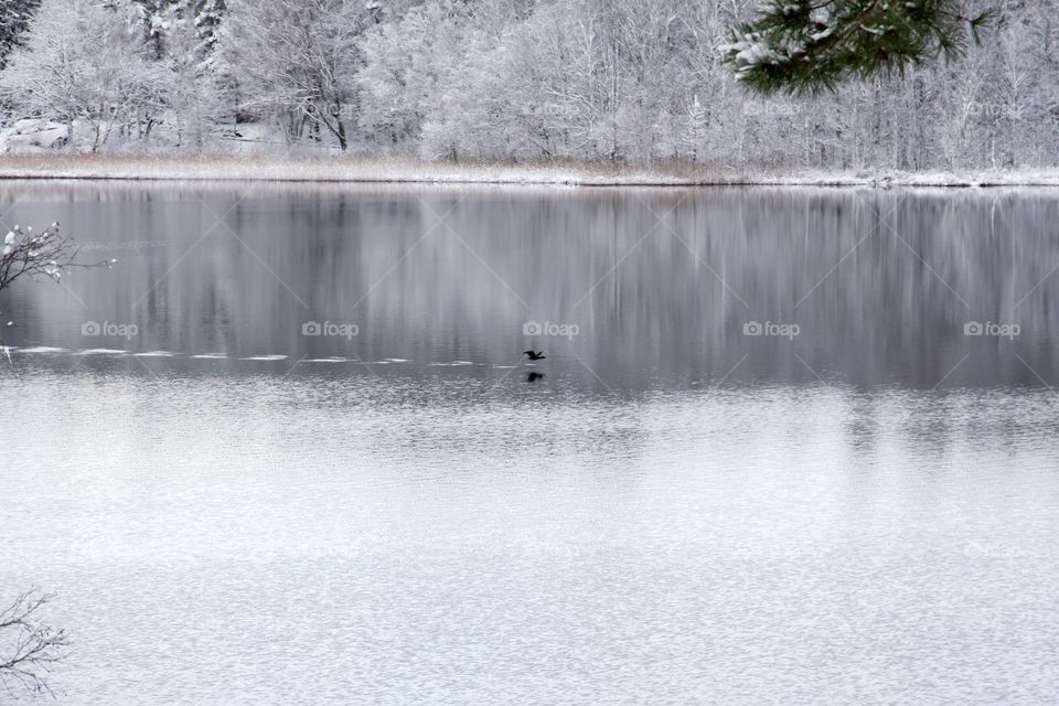 Winter frosty forest landscape , bird flying over lake - vinterlandskap skog, fågel flyger lågt över sjö 
