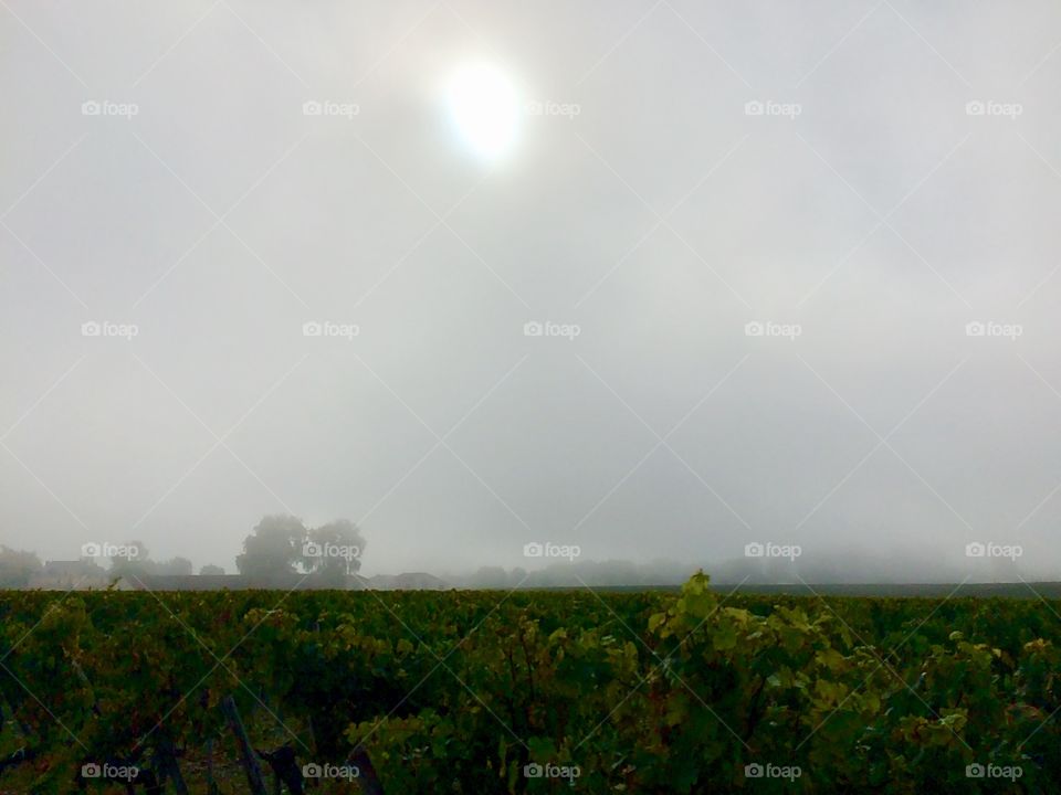A foggy morning in the vineyards 
