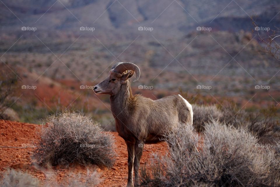 Big Horn Sheep 