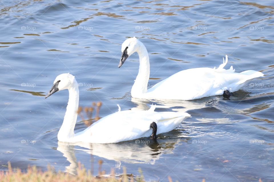 Swans swimming by the shore 