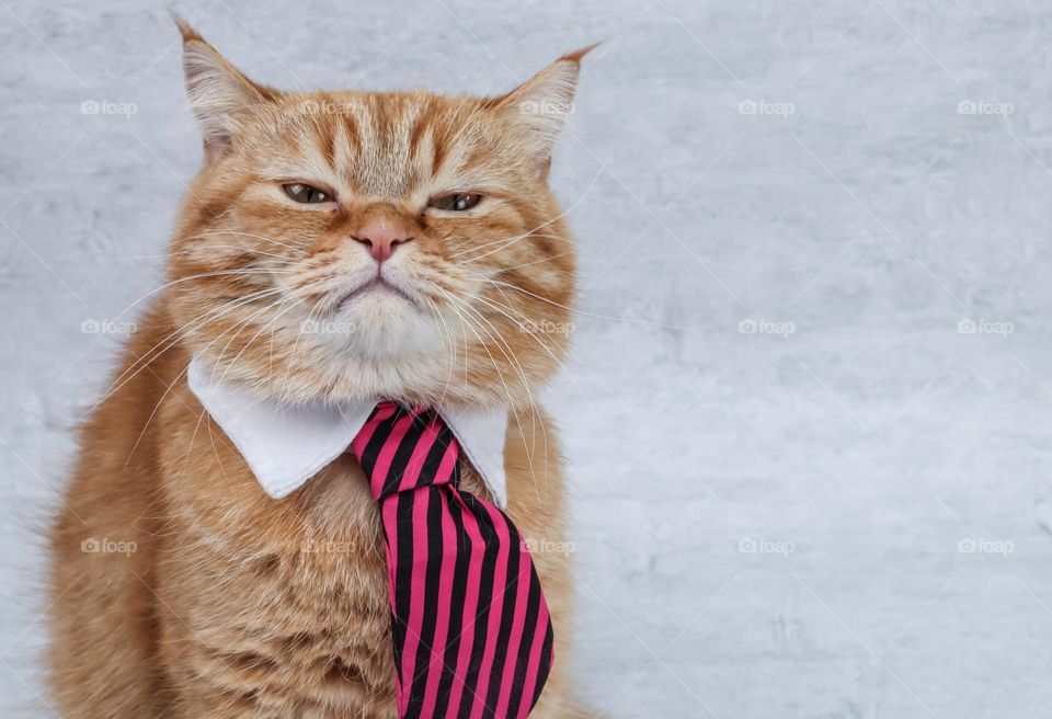 A beautiful red pedigreed cat in a lilac striped tie with a sly look at the camera sits on the left on a gray background with copy space for your text on the right, close-up side view.