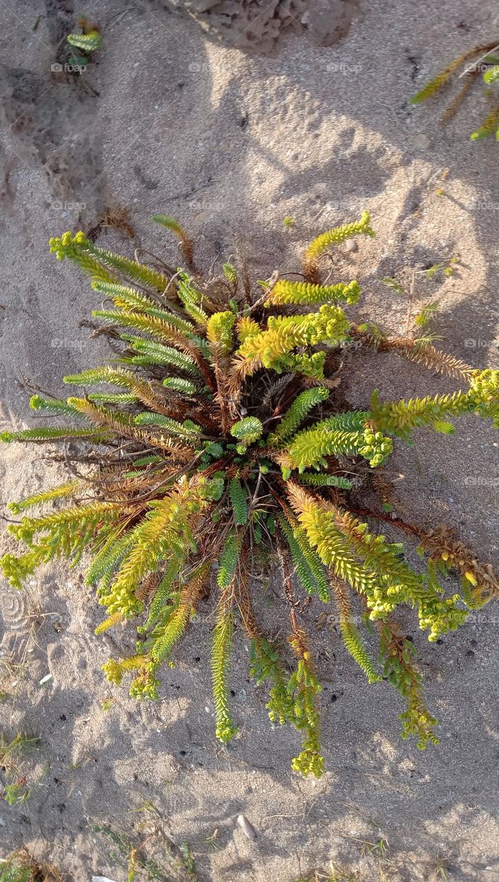 💚The Maritime Spurge or Dune Spurge is a perennial species of the genus Euphorbia , the main representative of the Euphorbiaceae family.
It grows on coastal sands where it is often very abundant particularly in the Mediterranean💚