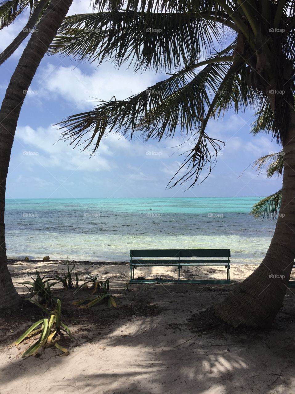 View of the coastline of Half Moon Caye, Belize. In the picture is a bench with palm trees curved around it.