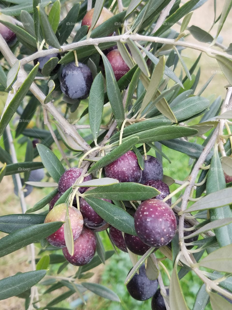 OLIVES PHOTOGRAPHED GROWING IN NAPA VALLEY, CALIFORNIA