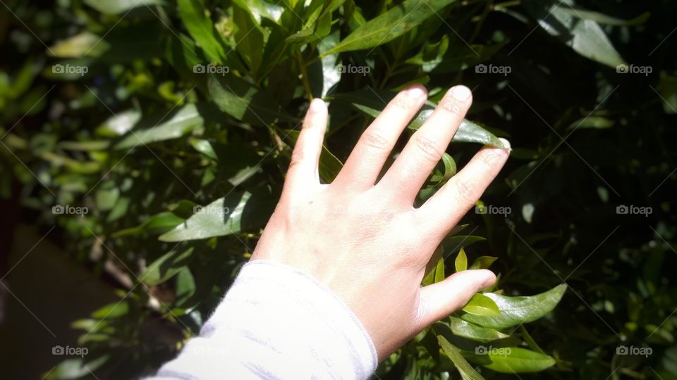 Hand over fresh bush