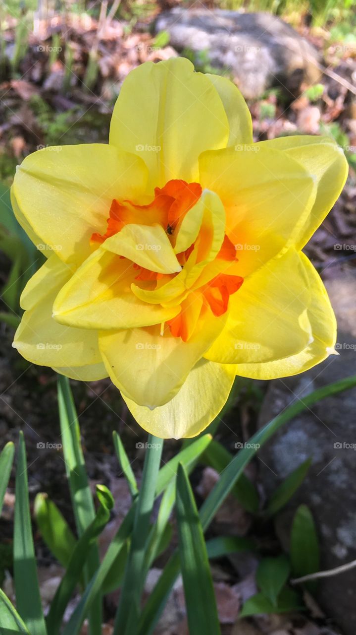 Colourful daffodil 