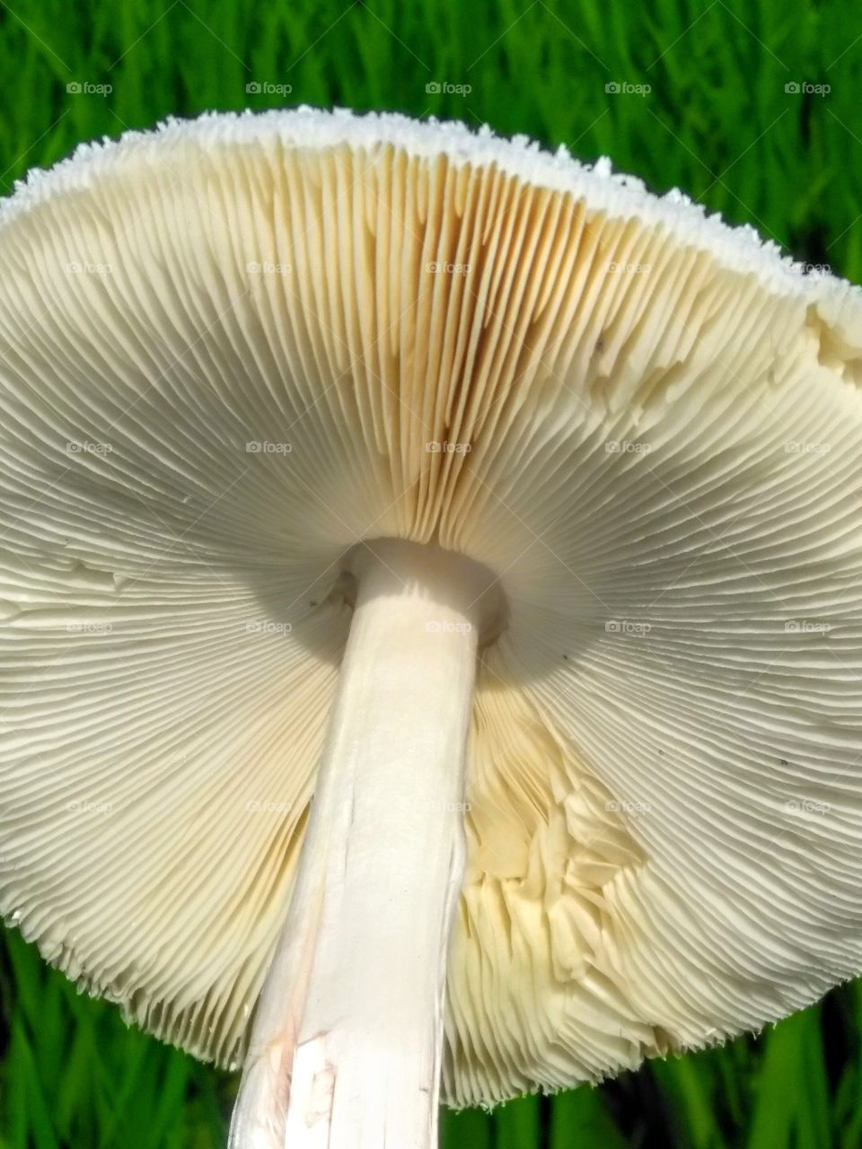 mashroom