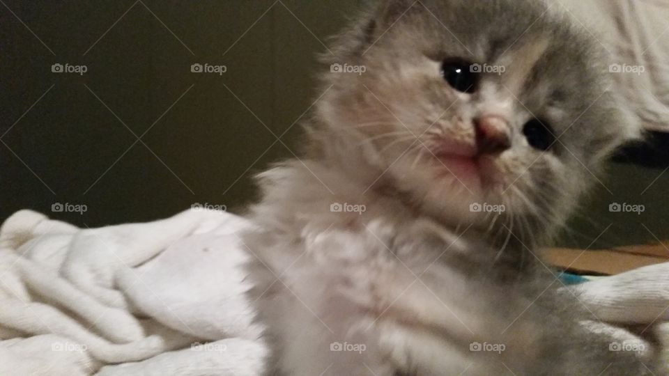 ewok looking kitten half grey and half pink nose