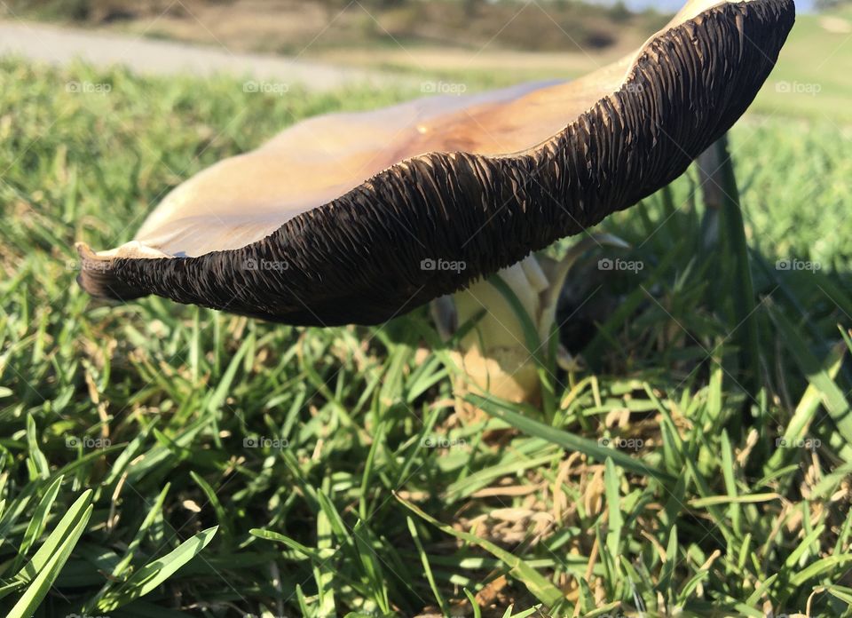 Mushroom in grass