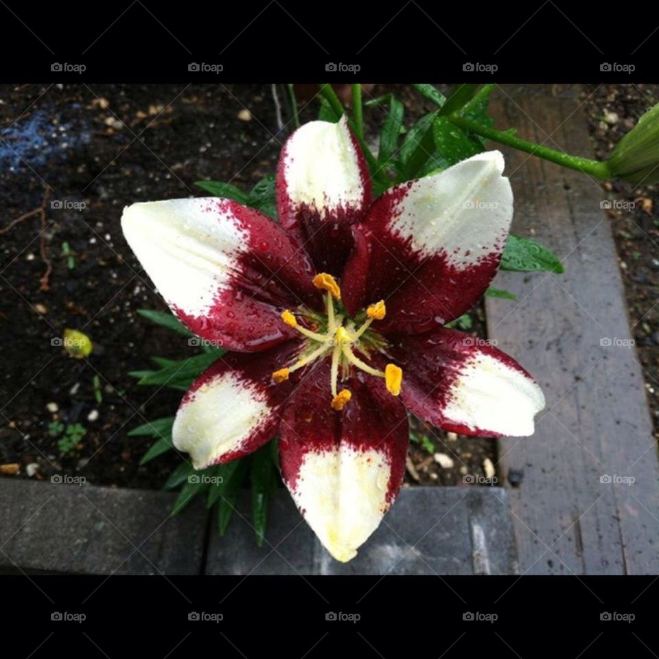 Asiatic Lily in the yard