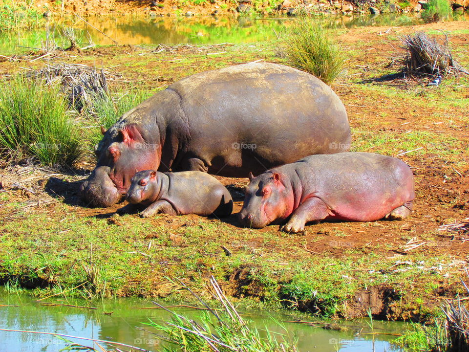 hippos