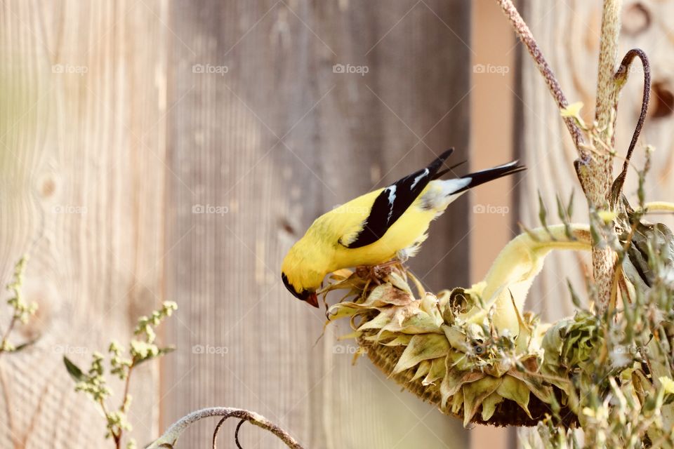 American Goldfinch 