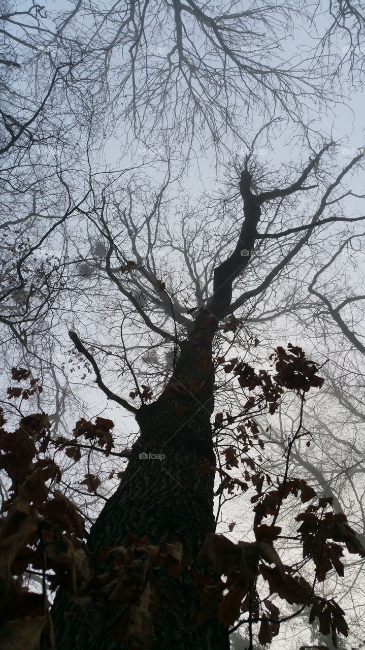Looking up a tree on a foggy winter day