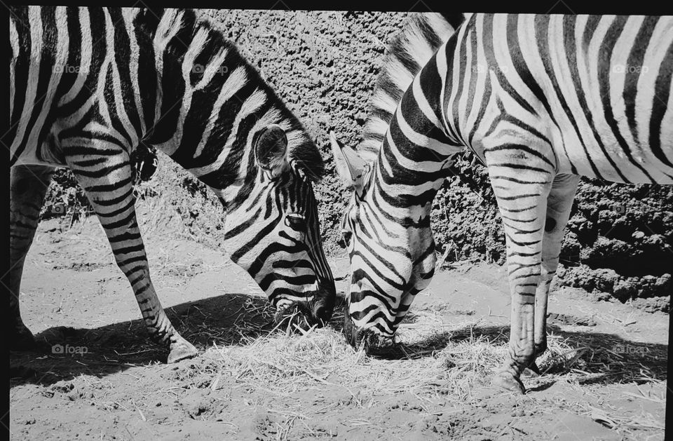 Zebra's sharing a meal together.