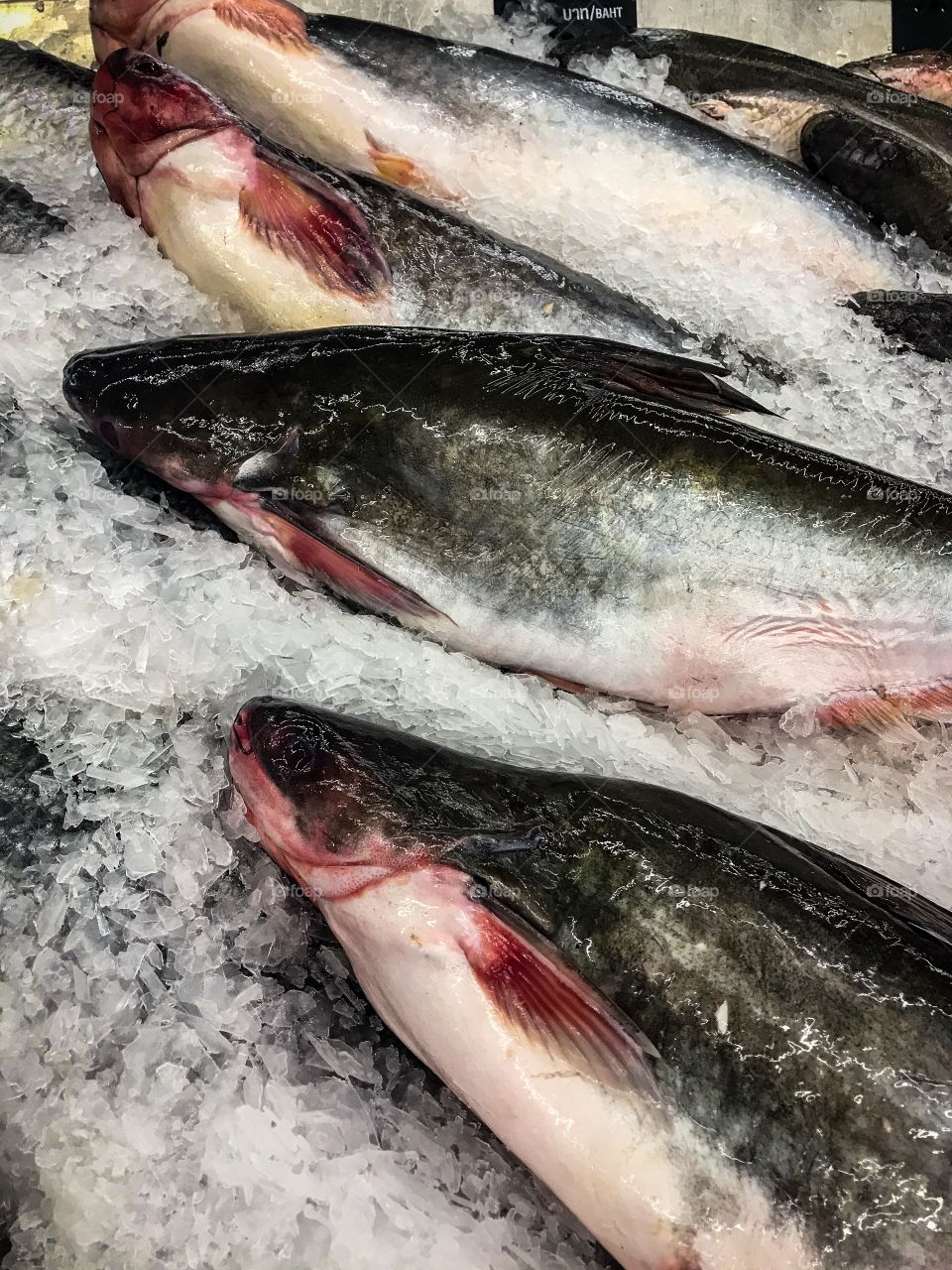 Fresh fish 