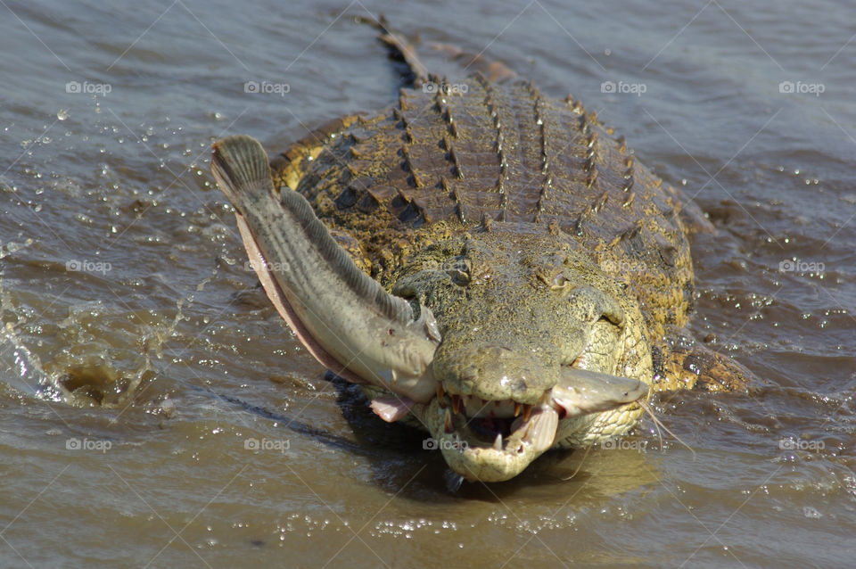 water park fish danger by Bea