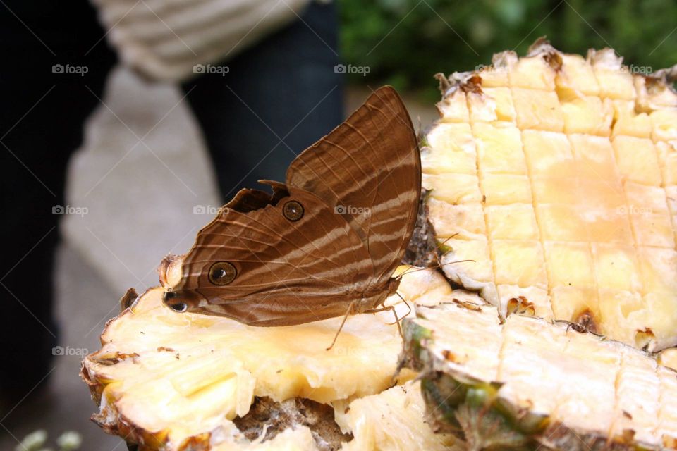 butterfly on pineapple