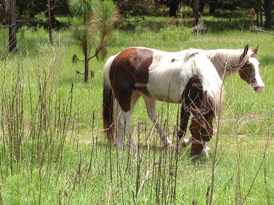 Wild Freedom. Wild horses enjoying grass on the side as I was hiking 
