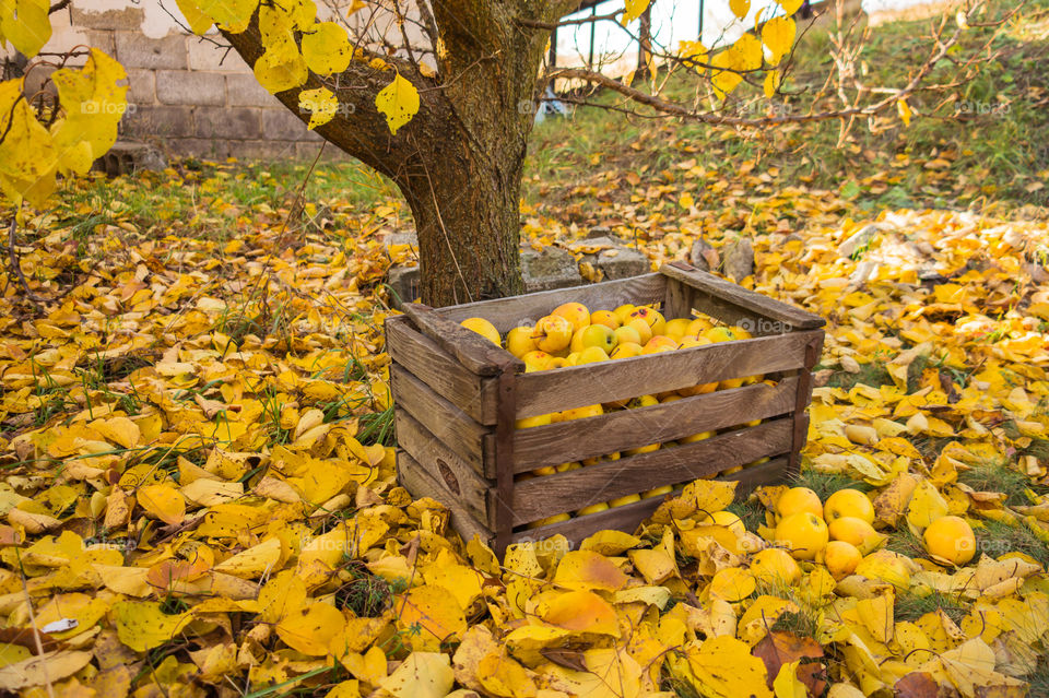 Harvest ripe juicy and tasty apples. Harvested juicy apples from fertile trees.
