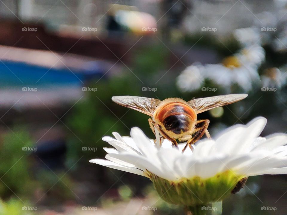 Bee on a daisy