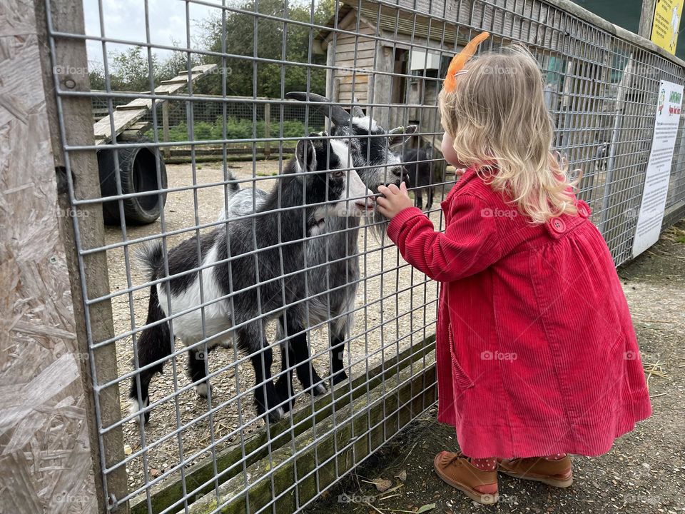 Little girl meets baby goats
