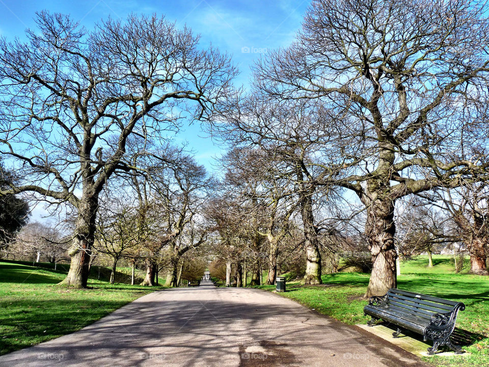 sky blue summer trees by llotter