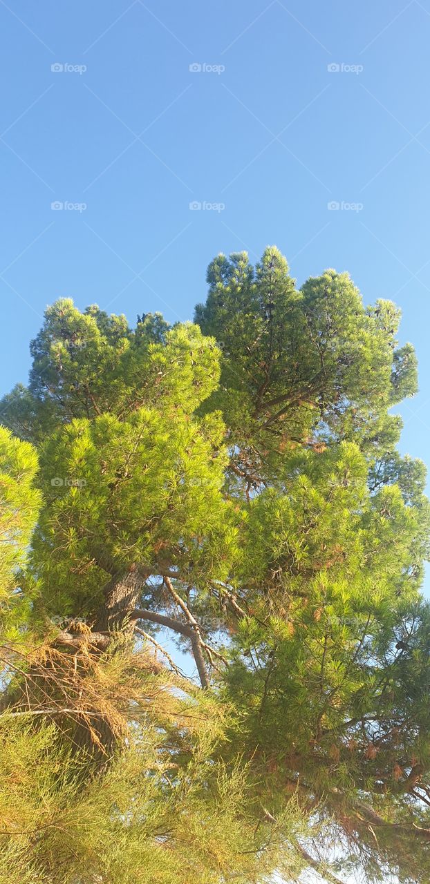 pine tree