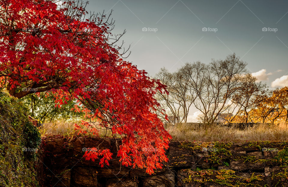 Maple leaves in winter. A splash of brilliant colors at a retaining wall, accentuated by the late afternoon sun.