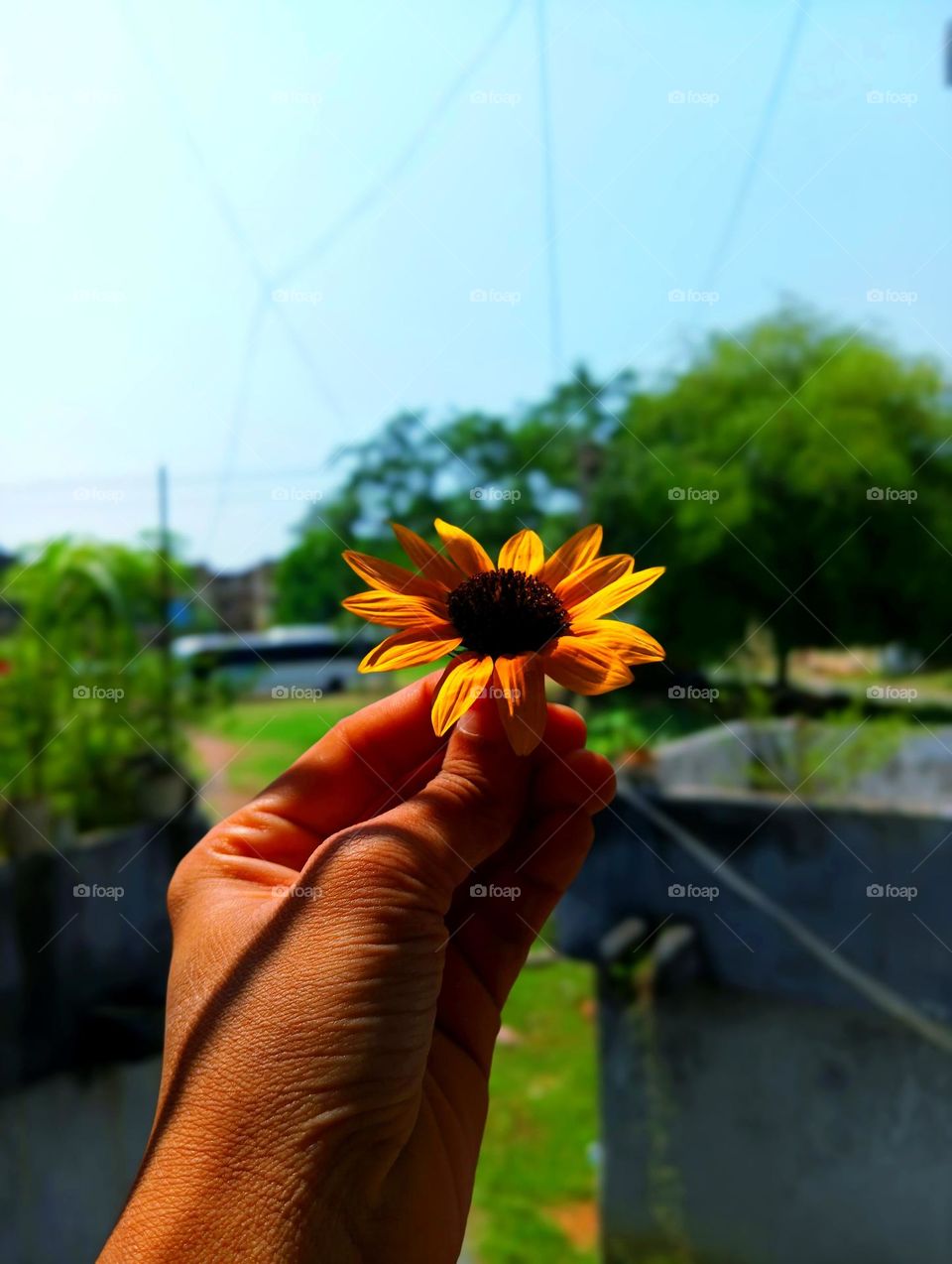 This image captures summer's essence through a vivid sunflower held gently in a hand, symbolizing a serene connection with nature. The bright flower contrasts beautifully against the soft background, highlighting its simple yet profound beauty.