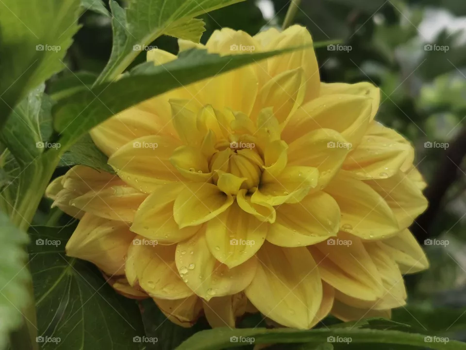 A flowery tale