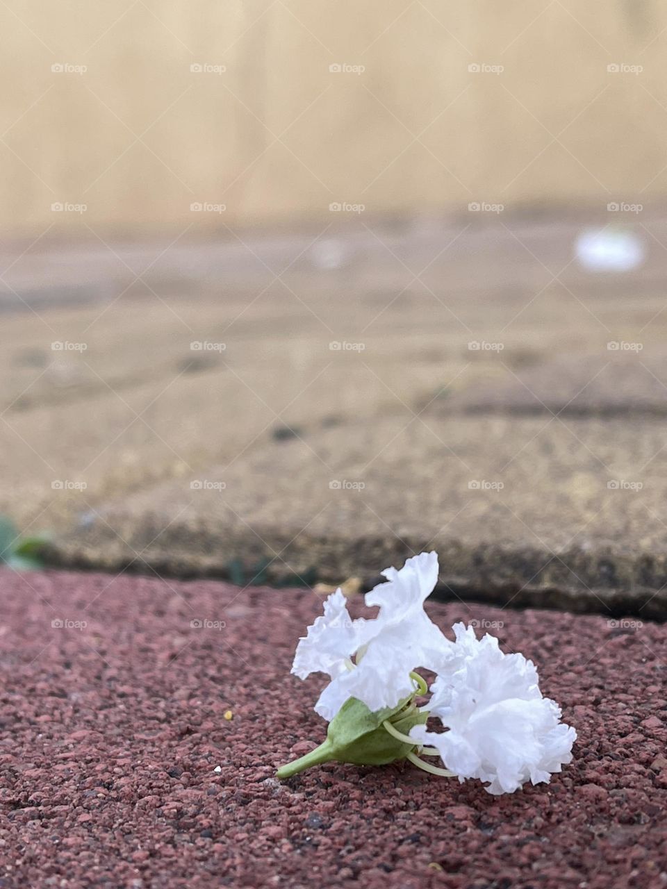 White little flower fell, and made the ground a little bit more beautiful.