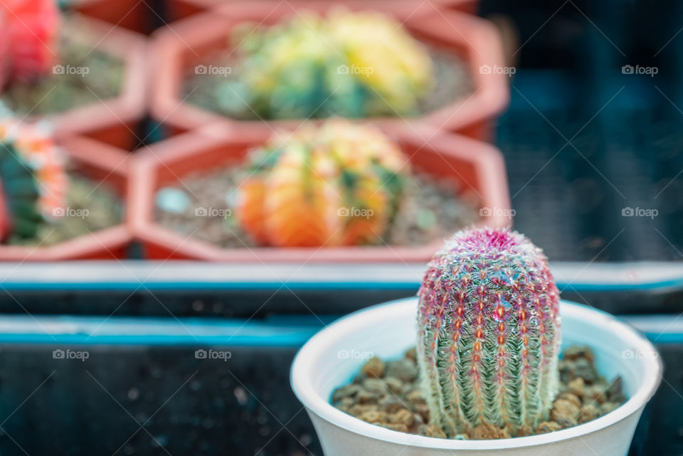 Beautiful texture of cactus